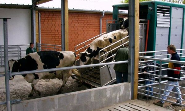 Tiere kommen in den neuen Stall